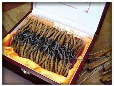 克东冬虫夏草回收